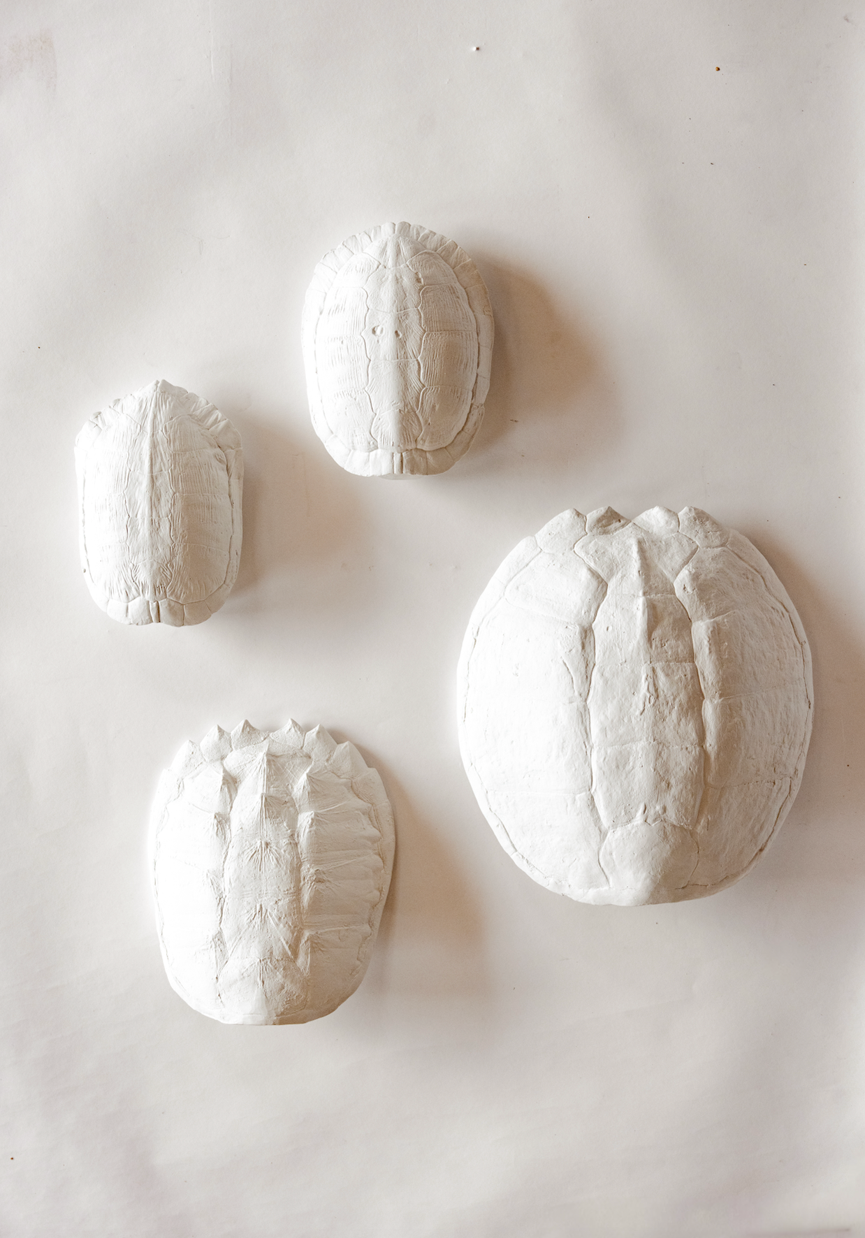 Sea Turtle Shell