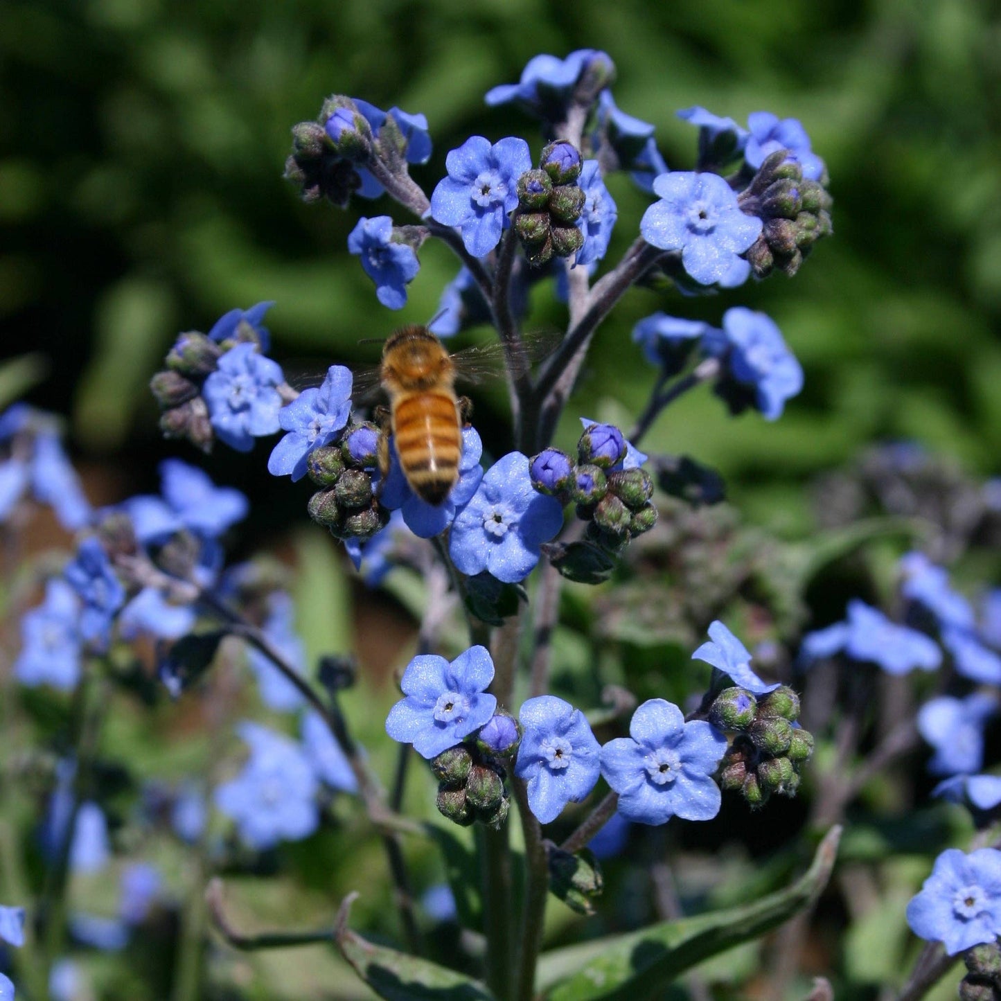 Happy Birthday - Bee - Forget Me Not Seed Packets