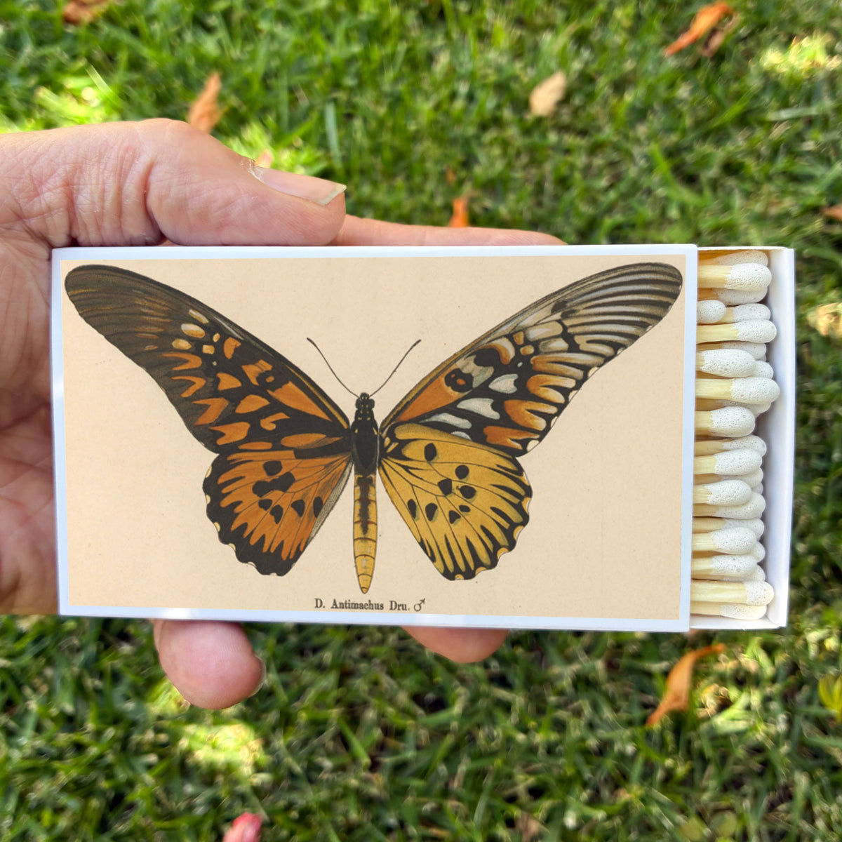 Matches - Butterfly