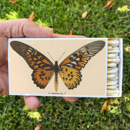 Matches - Butterfly