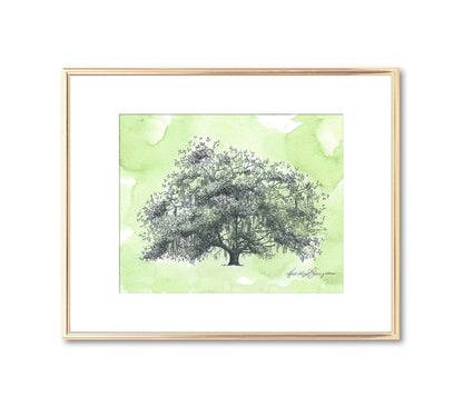 Old Dairy Oak Tree
