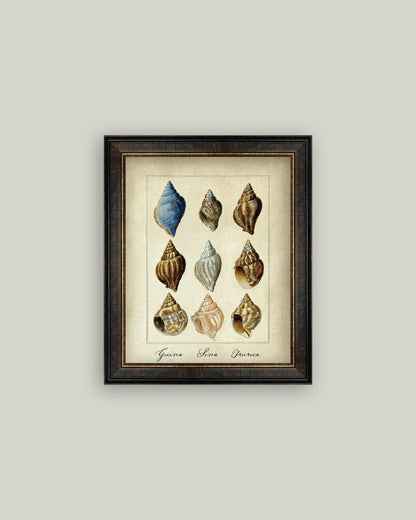 Study of Shells