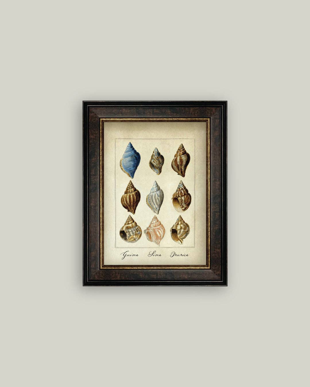 Study of Shells
