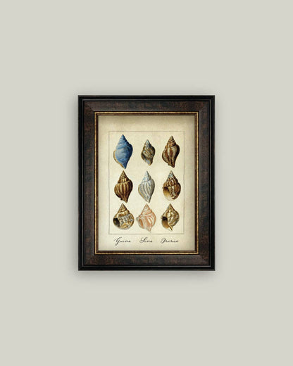 Study of Shells