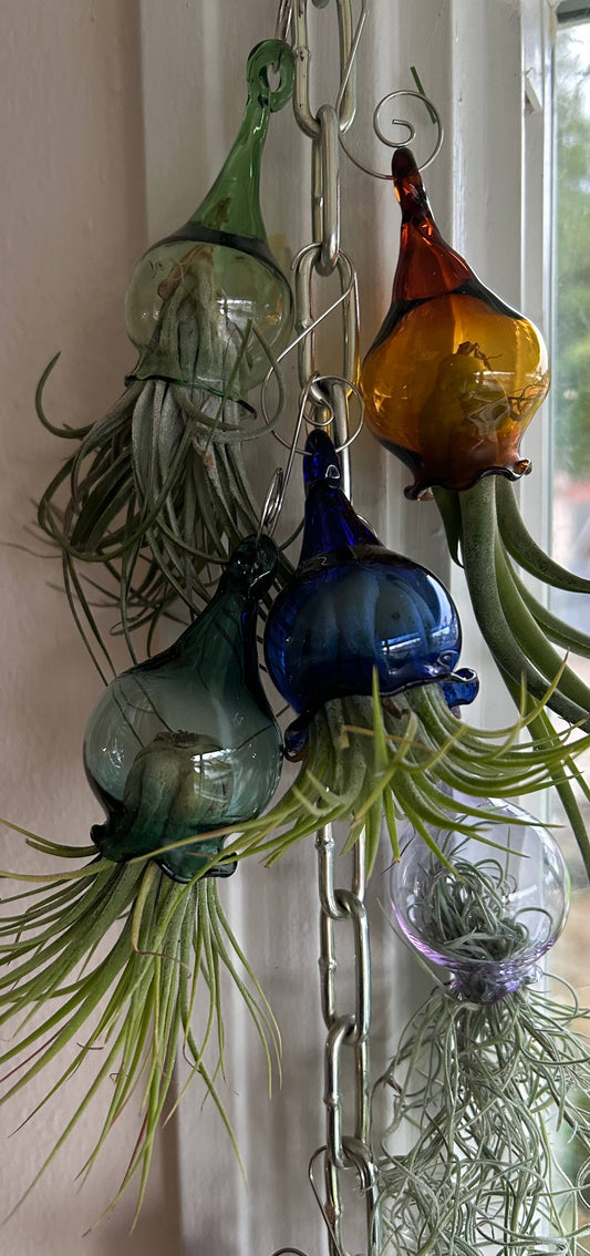 jellyfish with live air plants