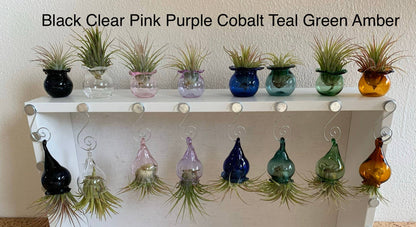 jellyfish with live air plants