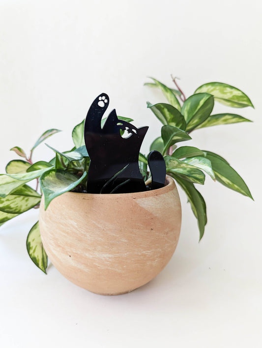 Halloween Plant Picks:  Black Cat