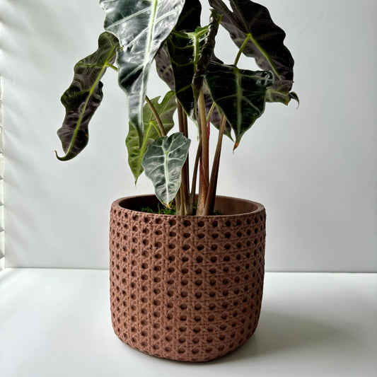 Basket Concrete Planter Pot