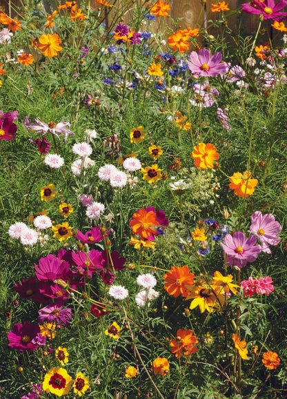 Congratulations Celebration - Wildflower Mix Seed Packets