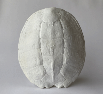 Sea Turtle Shell