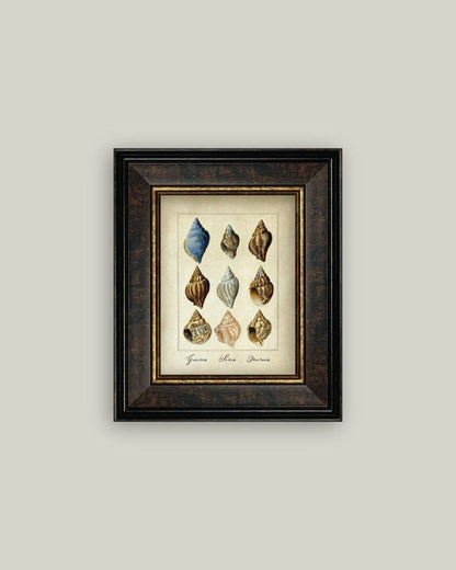 Study of Shells