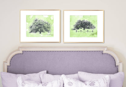 Old Dairy Oak Tree