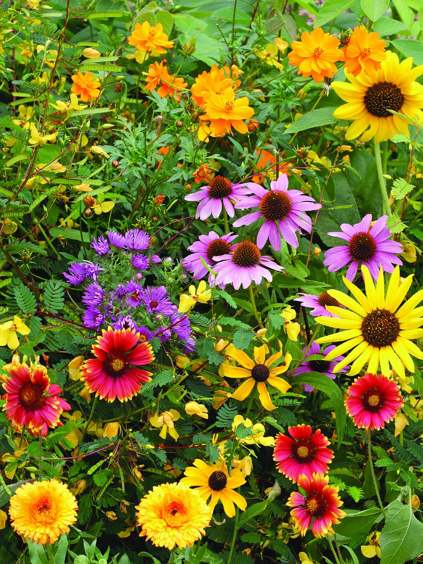 Grateful Memories - Bird and Butterfly Wildflower Mix