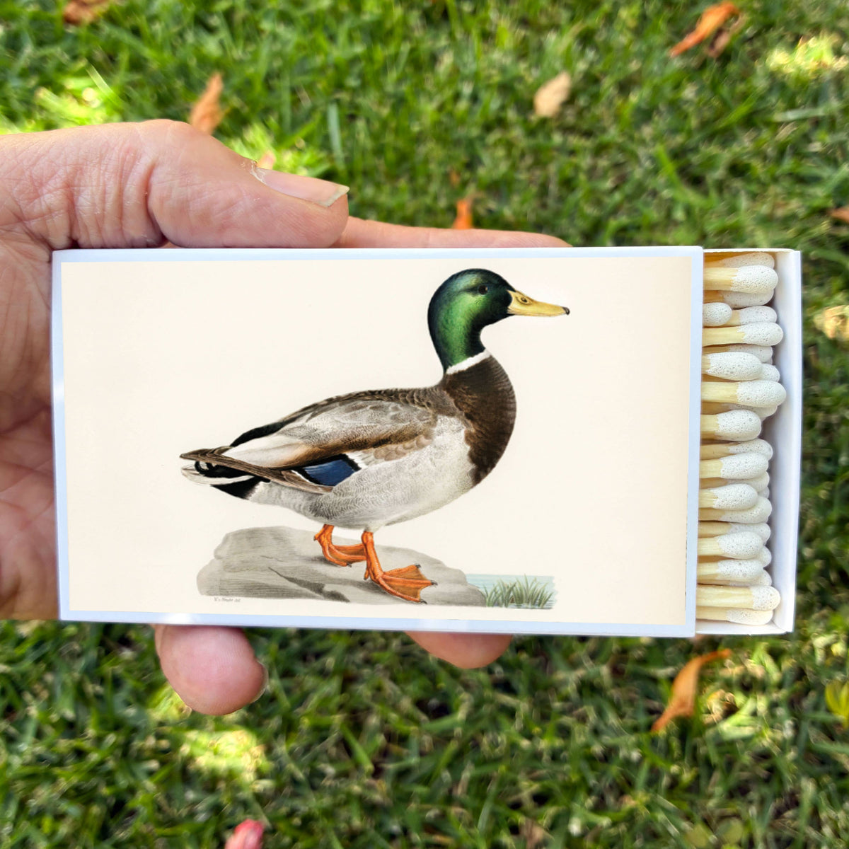 Matches - Mallard Duck