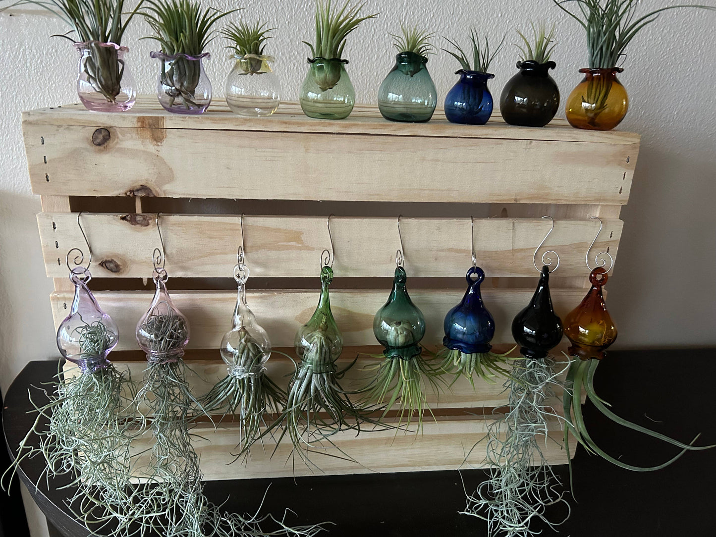 jellyfish with live air plants