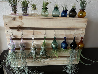 jellyfish with live air plants