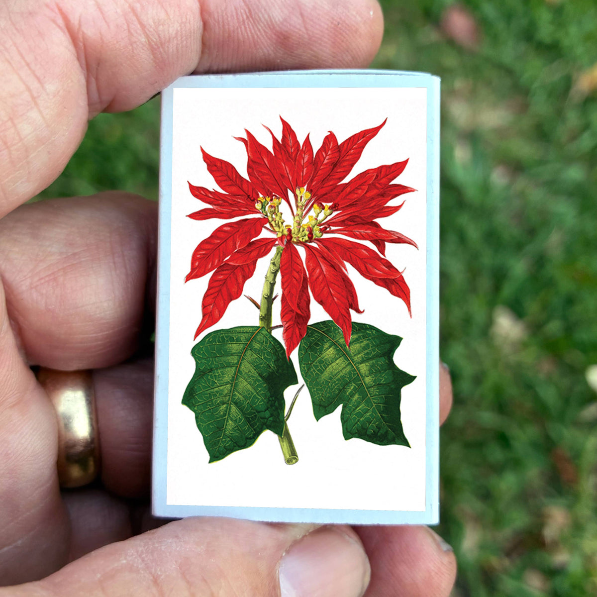 Matches - Poinsettia Flowers
