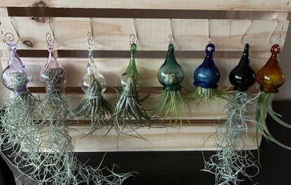 jellyfish with live air plants
