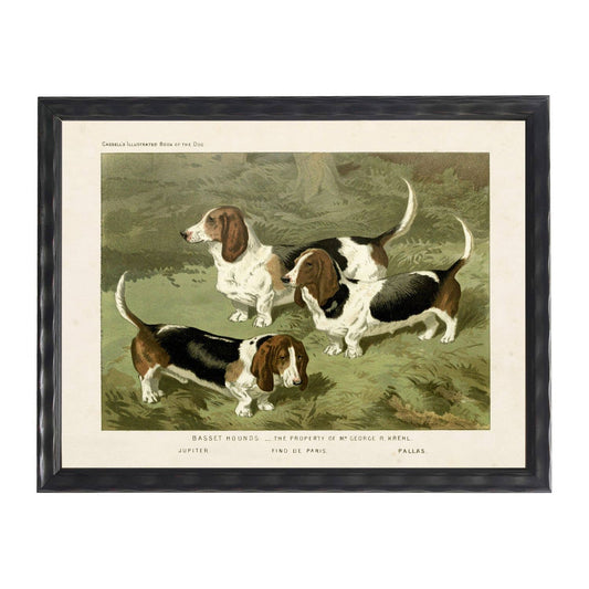 Vintage basset hounds on distressed background