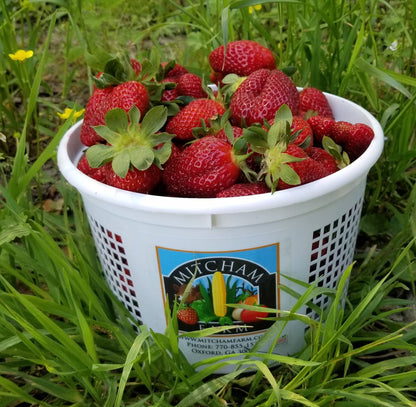 Strawberry Sunrise - 9 oz
