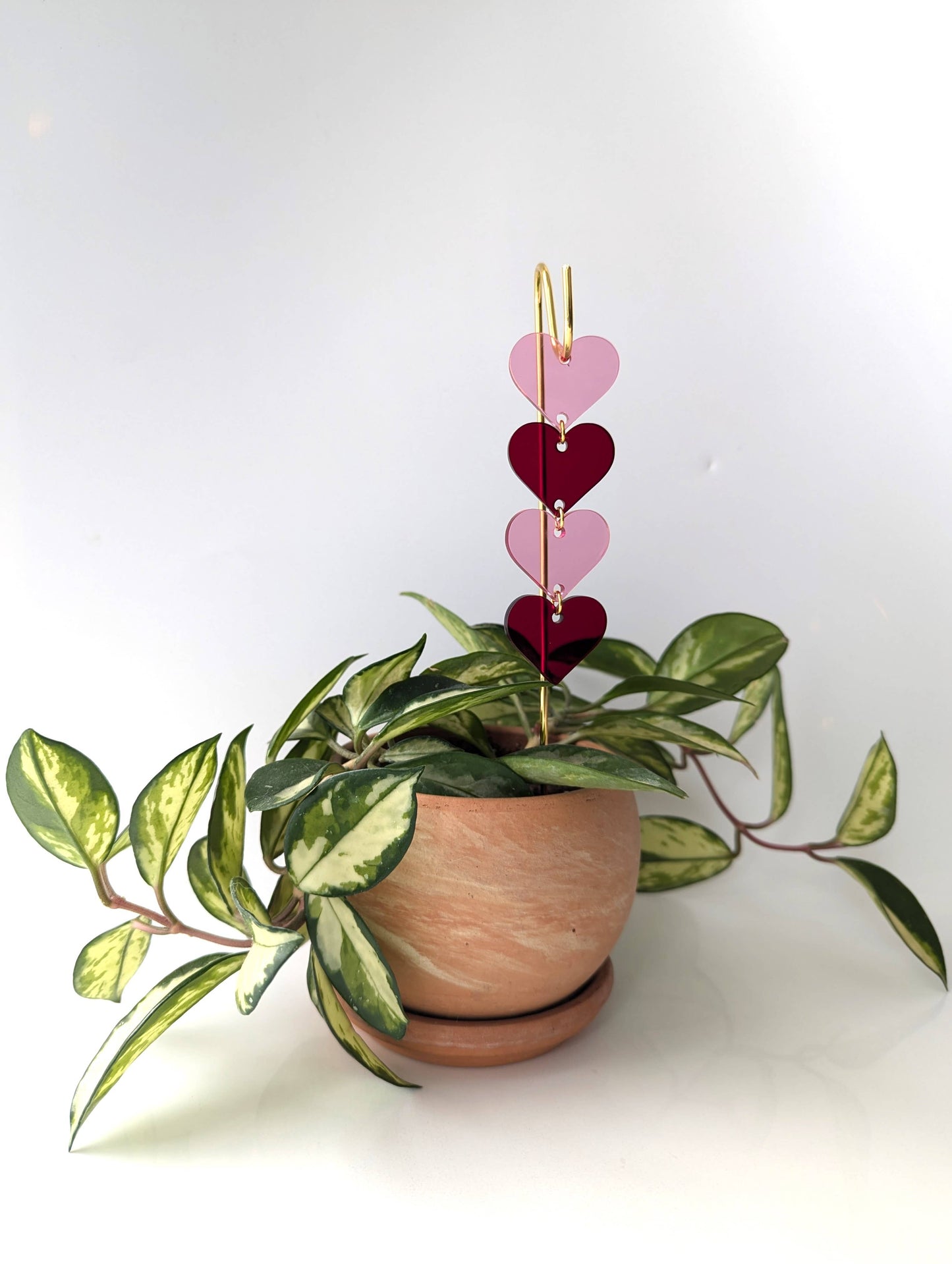 Plant Pick: Pink & Red Hearts