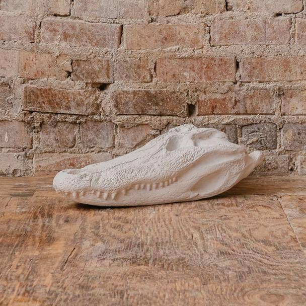 Hand Cast Plaster Alligator Skull